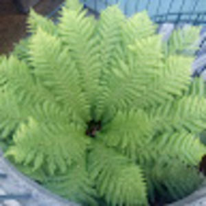 Meet your Posher, Jsl